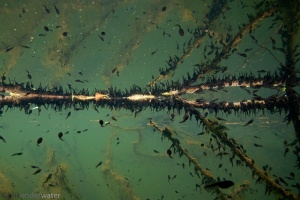 gewone pad, onder water, onderwaterfotografie, helder water