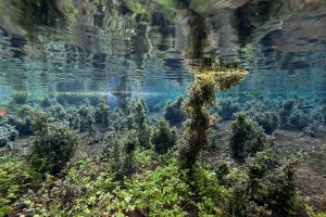 helder water, onderwaterfotografie, zuurstof, Alme, Almequelle