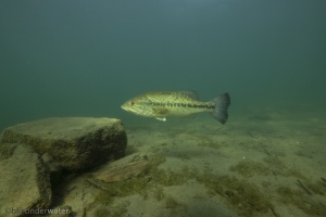 Micropterus salmoides, grootbekbaars, Largemouth bass, lago mergozzo,Lago Maggiore 